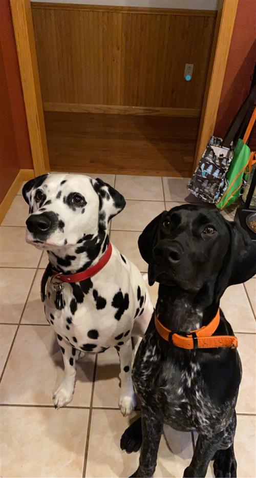 dogsitting